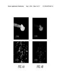 POLLEN PREFERRED PROMOTERS AND METHODS OF USE diagram and image