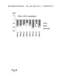 TRANSGENIC TREES HAVING REDUCED XYLAN CONTENT diagram and image