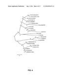 BG1 COMPOSITIONS AND METHODS TO INCREASE AGRONOMIC PERFORMANCE OF PLANTS diagram and image
