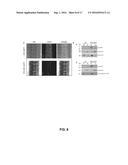 BG1 COMPOSITIONS AND METHODS TO INCREASE AGRONOMIC PERFORMANCE OF PLANTS diagram and image