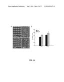 BG1 COMPOSITIONS AND METHODS TO INCREASE AGRONOMIC PERFORMANCE OF PLANTS diagram and image