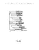 ICE RECRYSTALLISATION INHIBITION PROTEIN OR ANTIFREEZE PROTEINS FROM     DESCHAMPSIA, AND FESTUCA SPECIES OF GRASS diagram and image