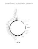 ICE RECRYSTALLISATION INHIBITION PROTEIN OR ANTIFREEZE PROTEINS FROM     DESCHAMPSIA, AND FESTUCA SPECIES OF GRASS diagram and image