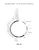 ICE RECRYSTALLISATION INHIBITION PROTEIN OR ANTIFREEZE PROTEINS FROM     DESCHAMPSIA, AND FESTUCA SPECIES OF GRASS diagram and image