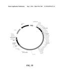 ICE RECRYSTALLISATION INHIBITION PROTEIN OR ANTIFREEZE PROTEINS FROM     DESCHAMPSIA, AND FESTUCA SPECIES OF GRASS diagram and image