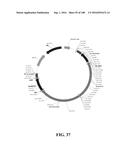 ICE RECRYSTALLISATION INHIBITION PROTEIN OR ANTIFREEZE PROTEINS FROM     DESCHAMPSIA, AND FESTUCA SPECIES OF GRASS diagram and image