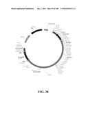 ICE RECRYSTALLISATION INHIBITION PROTEIN OR ANTIFREEZE PROTEINS FROM     DESCHAMPSIA, AND FESTUCA SPECIES OF GRASS diagram and image