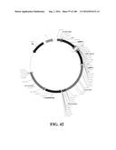 ICE RECRYSTALLISATION INHIBITION PROTEIN OR ANTIFREEZE PROTEINS FROM     DESCHAMPSIA, AND FESTUCA SPECIES OF GRASS diagram and image