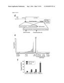 ncRNA AND USES THEREOF diagram and image