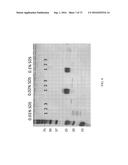 SYSTEM AND METHOD FOR HIGH THROUGHPUT MASS SPECTROMETRIC ANALYSIS OF     PROTEOME SAMPLES diagram and image