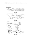 QUATERNARY AMINE CONTAINING ISOBARIC TAG FOR QUANTITATIVE GLYCAN PROFILING diagram and image