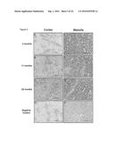 ASSESSING RENAL STRUCTURAL ALTERATIONS AND OUTCOMES diagram and image