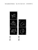 Parameterizing Cell-to-Cell Regulatory Heterogeneities via Stochastic     Transcriptional Profiles diagram and image