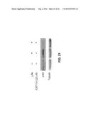 Parameterizing Cell-to-Cell Regulatory Heterogeneities via Stochastic     Transcriptional Profiles diagram and image