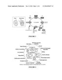 Formulation and Process for Modulating Wound Healing diagram and image