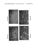 TOPICAL FORMULATIONS OF TELLURIUM-CONTAINING COMPOUNDS diagram and image