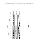 Peptide Having Angiogenesis Inhibitory Activity and Composition Containing     Same diagram and image