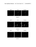 TIN SULFIDE QUANTUM DOTS FOR IN VIVO NEAR INFRARED IMAGING diagram and image