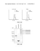 EPHA3 AND MULTI-VALENT TARGETING OF TUMORS diagram and image