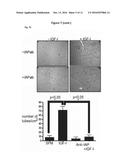 METHOD FOR INHIBITING CELLULAR ACTIVATION BY INSULIN-LIKE GROWTH FACTOR-1 diagram and image