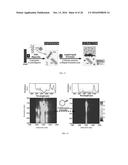 METALLIC AND SEMICONDUCTOR NANOTUBES, NANOCOMPOSITE OF SAME, PURIFICATION     OF SAME, AND USE OF SAME diagram and image