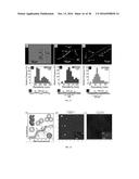 METALLIC AND SEMICONDUCTOR NANOTUBES, NANOCOMPOSITE OF SAME, PURIFICATION     OF SAME, AND USE OF SAME diagram and image