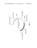 COMPOSITIONS COMPRISING A BETA-GLUCOSIDASE POLYPEPTIDE AND METHODS OF USE diagram and image