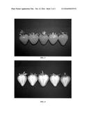 Strawberry plant named  DrisStrawFortySix  diagram and image