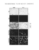 Sphingosine Kinase Type 1 Inhibitors and Uses Thereof diagram and image