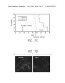 Sphingosine Kinase Type 1 Inhibitors and Uses Thereof diagram and image