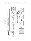 METABOLIC FLUX BIOSENSOR diagram and image