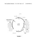 RECOMBINANT MICROORGANISMS FOR PRODUCING ORGANIC ACIDS diagram and image