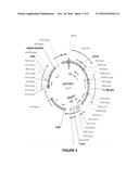 RECOMBINANT MICROORGANISMS FOR PRODUCING ORGANIC ACIDS diagram and image