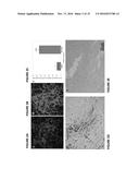 PLURIPOTENT STEM CELL-DERIVED OLIGODENDROCYTE PROGENITOR CELLS FOR THE     TREATMENT OF SPINAL CORD INJURY diagram and image