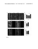 THERAPEUTIC USE OF VEGFR-3 LIGANDS diagram and image