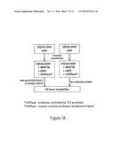 ANTI-FZD10 MONOCLONAL ANTIBODIES AND METHODS FOR THEIR USE diagram and image