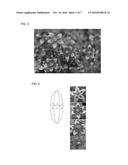 BIDENS PLANT HAVING UNIQUE COLORATION diagram and image