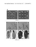 SKIN PROBIOTIC diagram and image