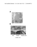 SKIN PROBIOTIC diagram and image