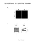 Gluconate-Based Compositions As A Neonate Anticonvulsant diagram and image