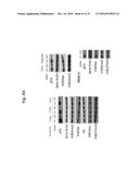 Tailored Combinatorial Epigenetic Therapies for P53 Gain-of-Function     Tumors diagram and image