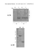 ANTIMICROBIAL COMPOSITIONS COMPRISING SINGLE DOMAIN ANTIBODIES AND     PSEUDOMONAS EXOTOXIN diagram and image