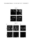 MULTIPLE CYCLOADDITION REACTIONS FOR LABELING OF MOLECULES diagram and image