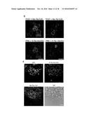 MULTIPLE CYCLOADDITION REACTIONS FOR LABELING OF MOLECULES diagram and image