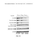 COMBINATION OF AN ALK INHIBITOR AND A CDK INHIBITOR FOR THE TREATMENT OF     CELL PROLIFERATIVE DISEASES diagram and image