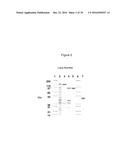 NON-CYTOTOXIC PROTEIN CONJUGATES diagram and image