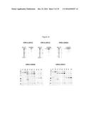 NON-CYTOTOXIC PROTEIN CONJUGATES diagram and image