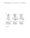 RESTRICTING NUCLEAR PROTEIN TO SPECIFIC PHASES OF THE CELL CYCLE diagram and image