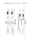 HIGH-THROUGHPUT MOUSE MODEL FOR OPTIMIZING ANTIBODY AFFINITIES diagram and image