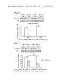 SHP2 INHIBITORS AND METHODS OF TREATING AUTOIMMUNE AND/OR     GLOMERULONEPHRITIS-ASSOCIATED DISEASES USING SHP2 INHIBITORS diagram and image